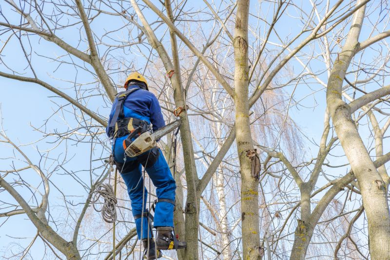 Safety in Tree Trimming