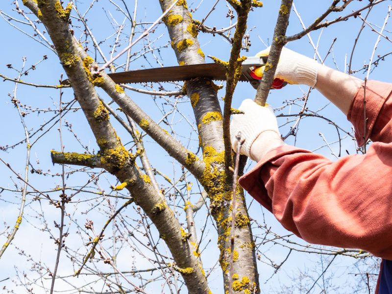 Tree Inspection and Assessment