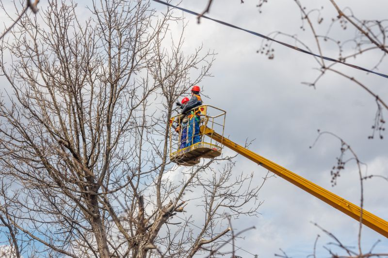 Fall Tree Trimming