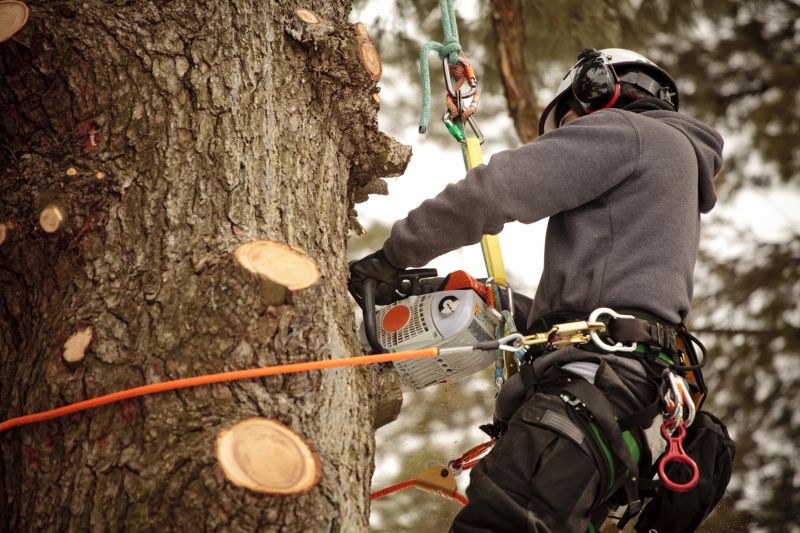 Arborist Services