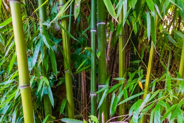 Cost of Bamboo Trimming in Bountiful