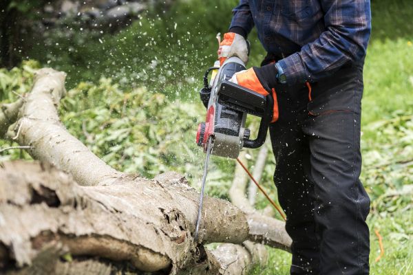 Cost of Branch Removal Service in Bountiful