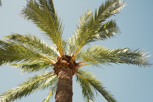 Palm Tree Pruning in Bountiful