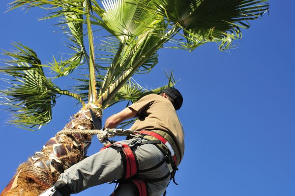 Palm Tree Trimming in Bountiful