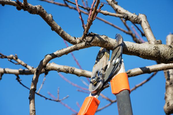 Residential Tree Service in Bountiful
