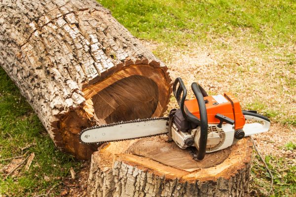 Tree Cutting Service in Bountiful