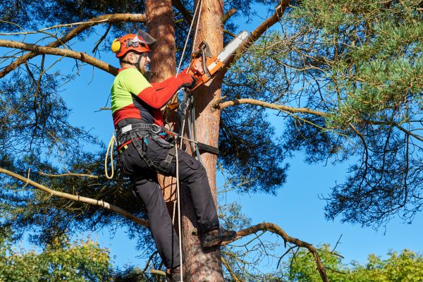Tree Service in Bountiful