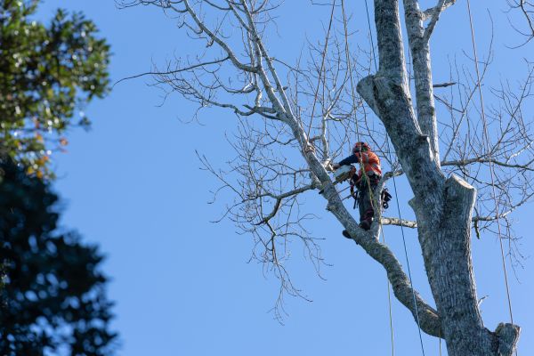 Cost of Tree Topping Service in Bountiful