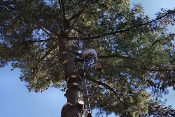 Cost of Trimming Service in Bountiful