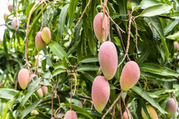 Cost of Mango Tree Trimming in Bountiful
