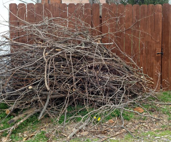 Cost of Dead Branch Removal in Bountiful