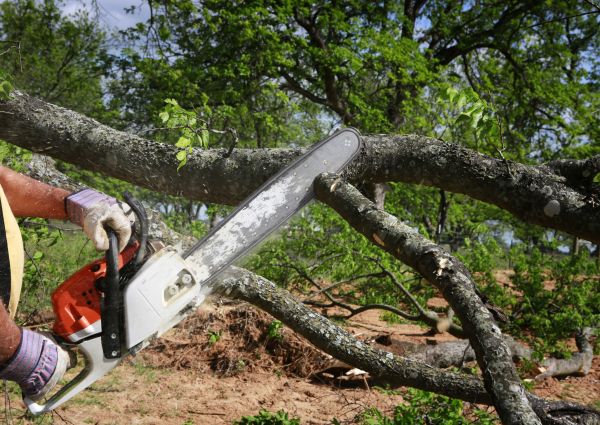 Cost of Tree Branch Cutting in Bountiful