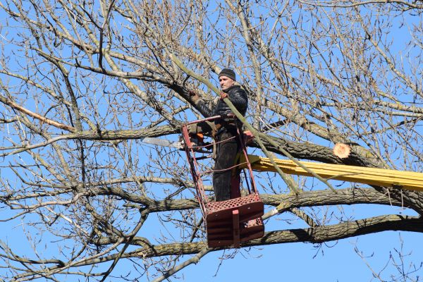 Cost of Emergency Tree Trimming in Bountiful