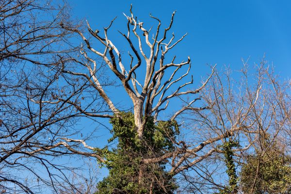 Cost of Deadwood Removal in Bountiful