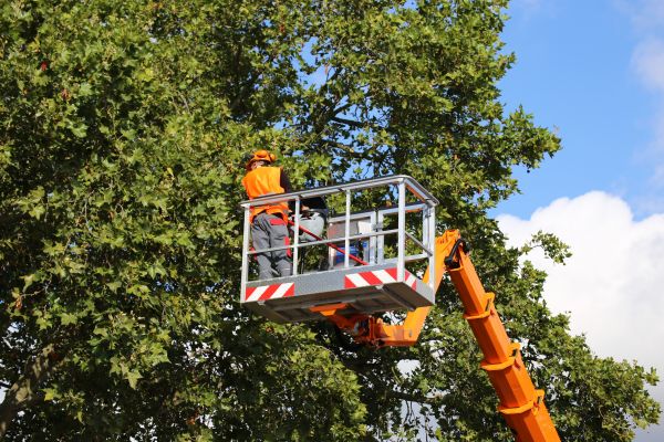 Commercial Tree Service in Bountiful