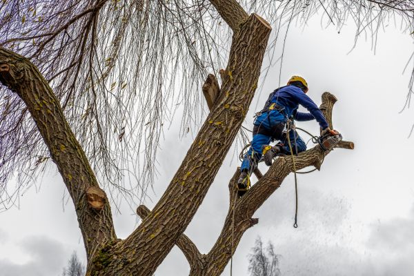 Cost of Tree Maintenance Service in Bountiful