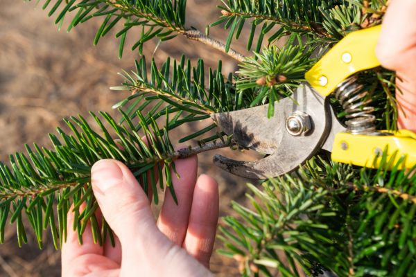 Pine Tree Pruning in Bountiful