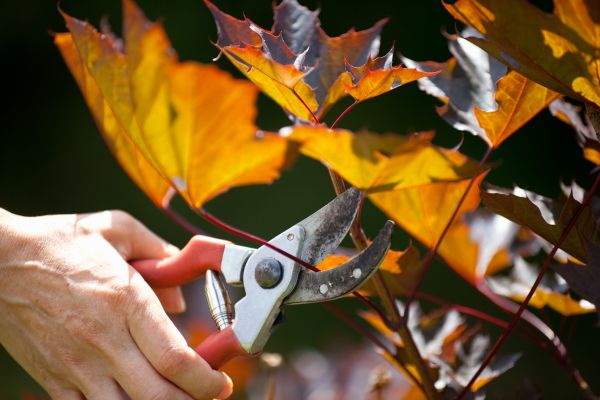 Maple Tree Pruning in Bountiful
