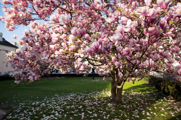 Cost of Magnolia Tree Pruning in Bountiful