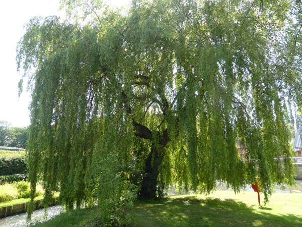 Cost of Willow Tree Trimming in Bountiful