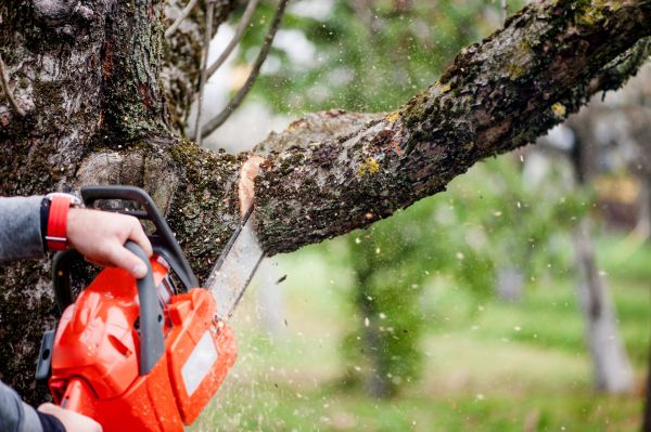Tree Limbs Removal in Bountiful
