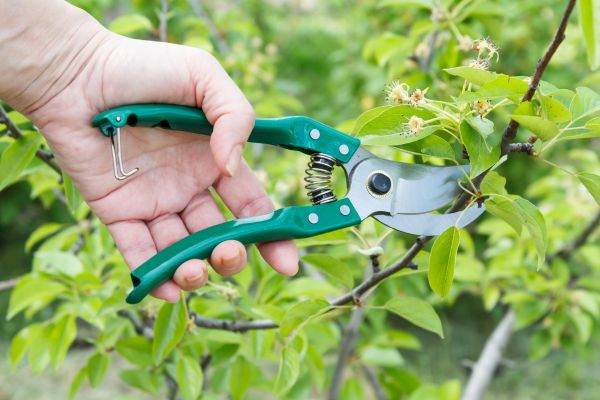Pear Tree Pruning in Bountiful