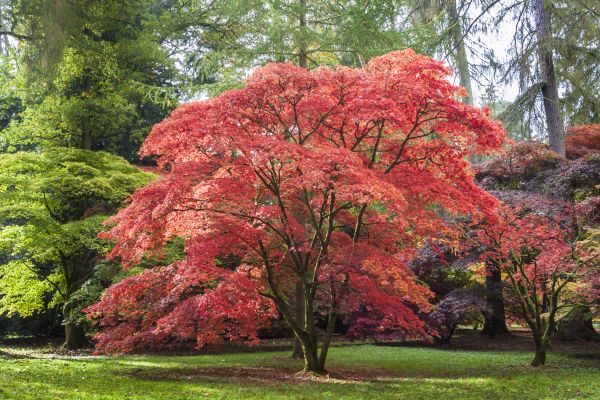 Japanese Maple Pruning in Bountiful