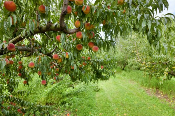 Peach Tree Pruning in Bountiful