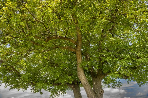 Cost of Walnut Tree Trimming in Bountiful