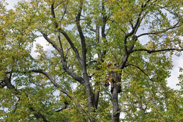 Cost of Tree Crown Shaping in Bountiful