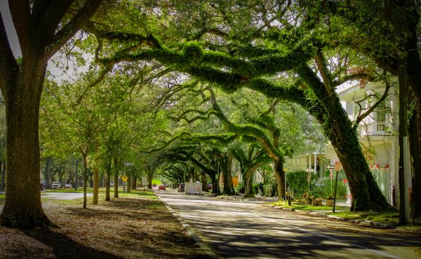 Cost of Tree Canopy Thinning in Bountiful