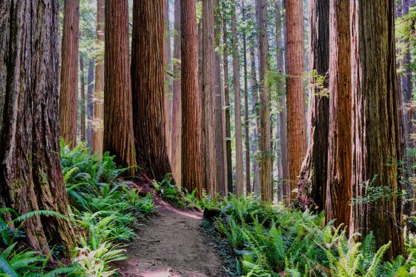 Cost of Redwood Tree Trimming in Bountiful
