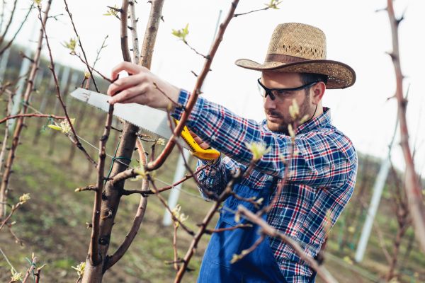 Cost of Orchard Tree Pruning in Bountiful