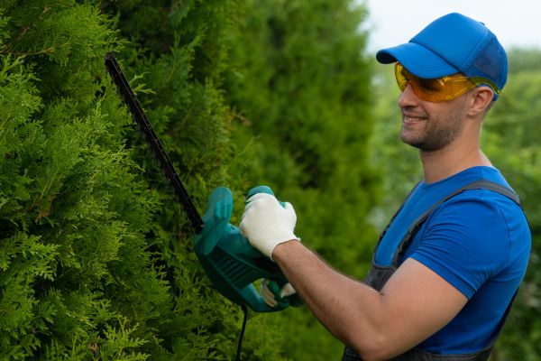 Cost of Tree Shaping Service in Bountiful