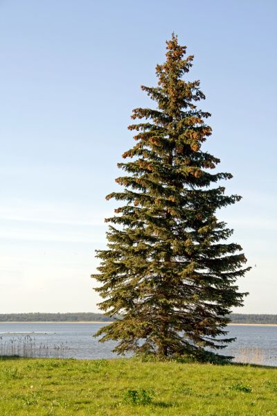 Cost of Spruce Tree Pruning in Bountiful