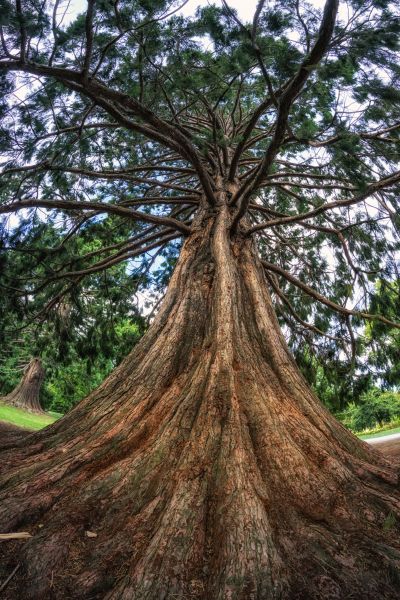 Cost of Cedar Tree Pruning in Bountiful