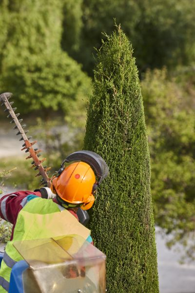 Cost of Cypress Tree Trimming in Bountiful