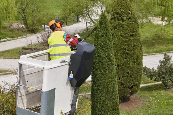 Cost of Cypress Tree Pruning in Bountiful
