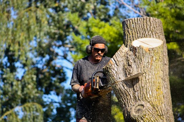 Cost of Ash Tree Pruning in Bountiful