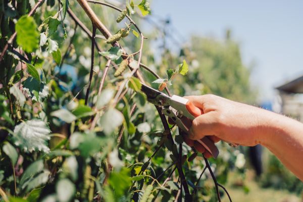 Cost of Birch Tree Pruning in Bountiful