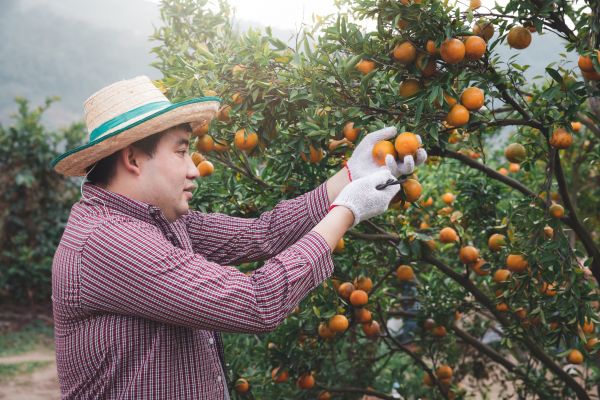 Cost of Orange Tree Pruning in Bountiful