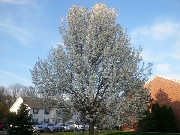 Cost of Bradford Pear Tree Pruning in Bountiful