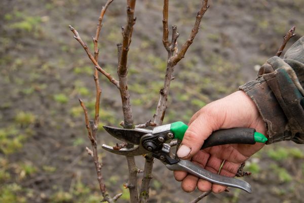 Pear Trees Pruning in Bountiful