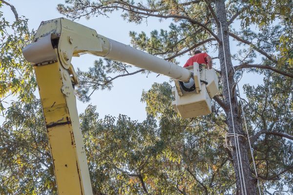 Cost of Limbs Trimming in Bountiful