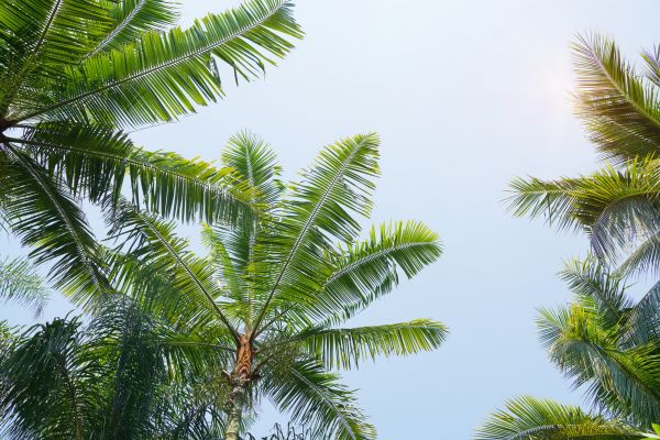 Cost of Queen Palm Tree Trimming in Bountiful
