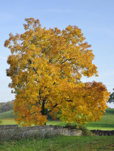 Cost of Hickory Tree Trimming in Bountiful