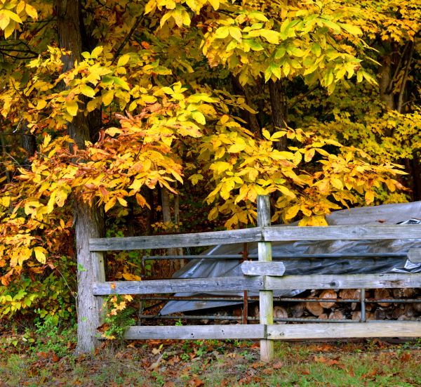 Cost of Hickory Tree Pruning in Bountiful