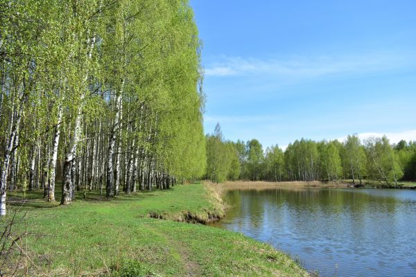 Cost of River Birch Pruning in Bountiful