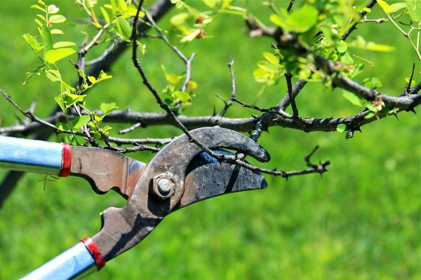 Cost of Branches Pruning in Bountiful