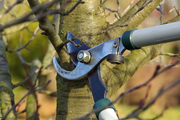 Cost of Tree Limb Trimming Service in Bountiful